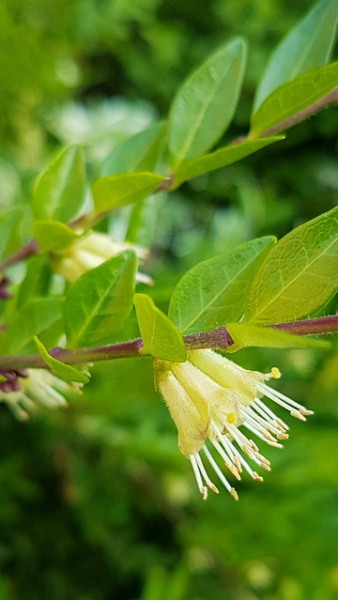 Blüte Heckenkirsche Maigrün